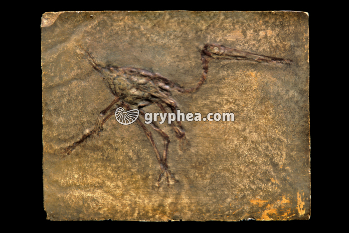 Ptérodactyle (Pterodactylus sp., Jurassique inférieur, -150 MA env.) - gryphea.com